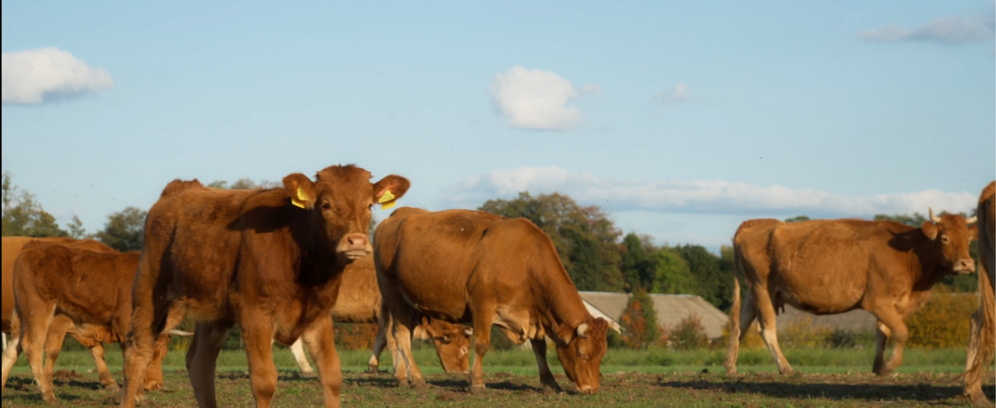 vaques-qui-som-ribados A Ribados som una empresa familiar arrelada al territori.